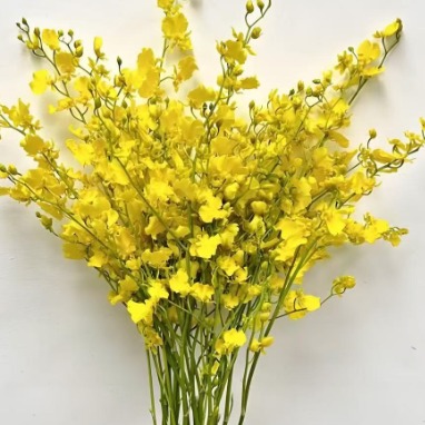 Lemon Yellow Oncidium / Dancing Lady Orchid · Yellow & Gold