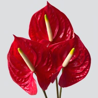 Passion Bright Scarlet Anthurium · Red