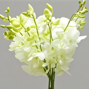 Pure White Dendrobium Orchid · White & Cream