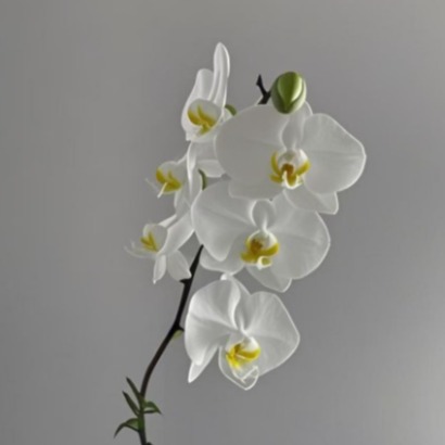 Pure White Phalaenopsis Moth Orchid · White & Cream