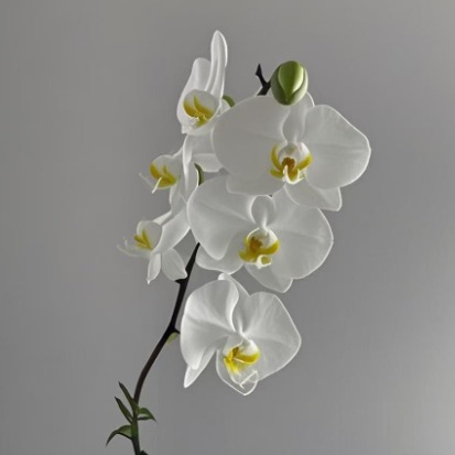 Pure White Phalaenopsis Moth Orchid · White & Cream