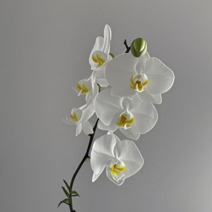 Pure White Phalaenopsis Moth Orchid · White & Cream
