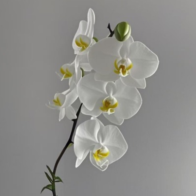 Pure White Phalaenopsis Moth Orchid · White & Cream