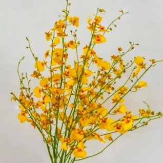 Red Center Golden Oncidium / Dancing Lady Orchid · Yellow & Gold