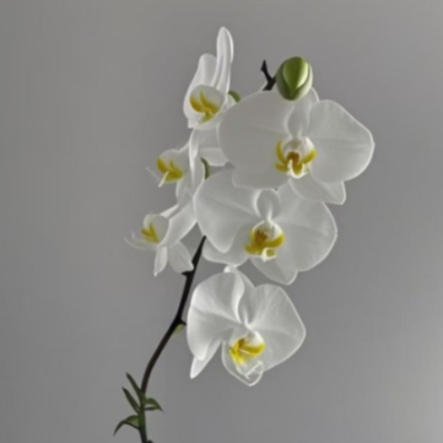 Single-Stem Pure White Phalaenopsis Orchid · White & Cream