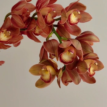 Vintage Coffee-Bronze Cymbidium Orchid · Vintage Coffee, Terracotta & Dark