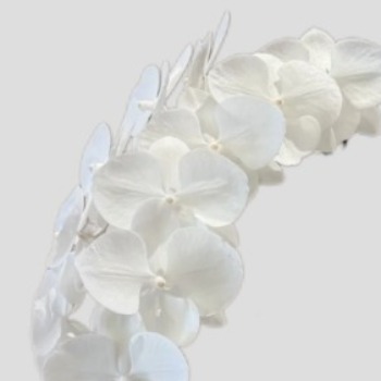 White Swan Jumbo Phalaenopsis Orchid · White & Cream