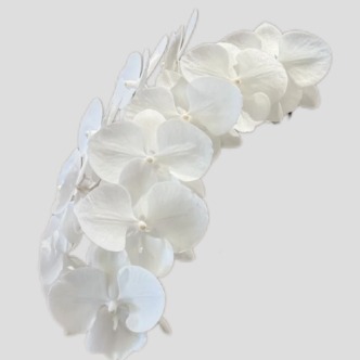 White Swan Jumbo Phalaenopsis Orchid · White & Cream
