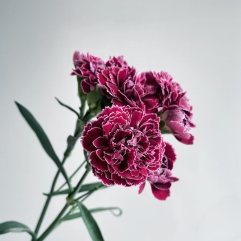 Butterfly Deep Magenta-Purple Spray Carnation · Purple & Lavender