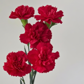Classic Crimson Red Spray / Mini Carnation · Red