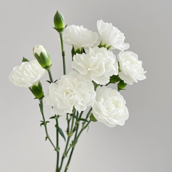 Classic Pure White Spray / Mini Carnation · White & Cream