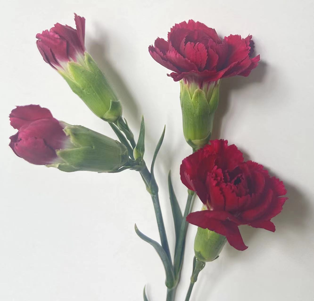 Crown Prince Coral-Red Bicolor Spray Carnation · Red