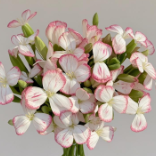 Juicy Peach Blush-Tipped Cream Spray Carnation · Pink & Blush