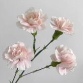 Light Pink Prince Pastel Pink Spray Carnation · Pink & Blush