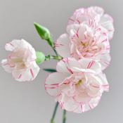 Little Bok Choy Blush-Pink Striped Spray Carnation · Pink & Blush