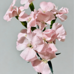 Pink Mallow Open-Cupped Pink Spray Carnation · Pink & Blush
