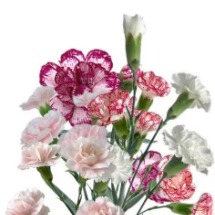 Rainbow Assorted Spray Carnation Mix · Bicolor & Multi-Color