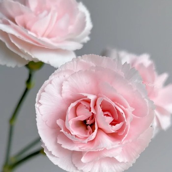Sakura Pink Cherry-Blossom Spray Carnation · Pink & Blush