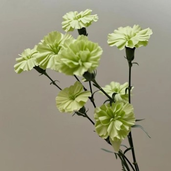 Salome Green Crisp Apple-Green Spray Carnation · Green & Foliage