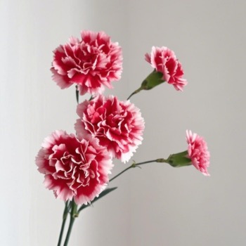 Scarlett Velvet Crimson-Red Spray Carnation · Red