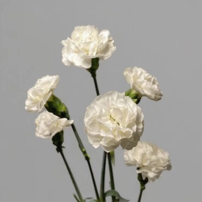 Snow White Pristine White Spray Carnation · White & Cream