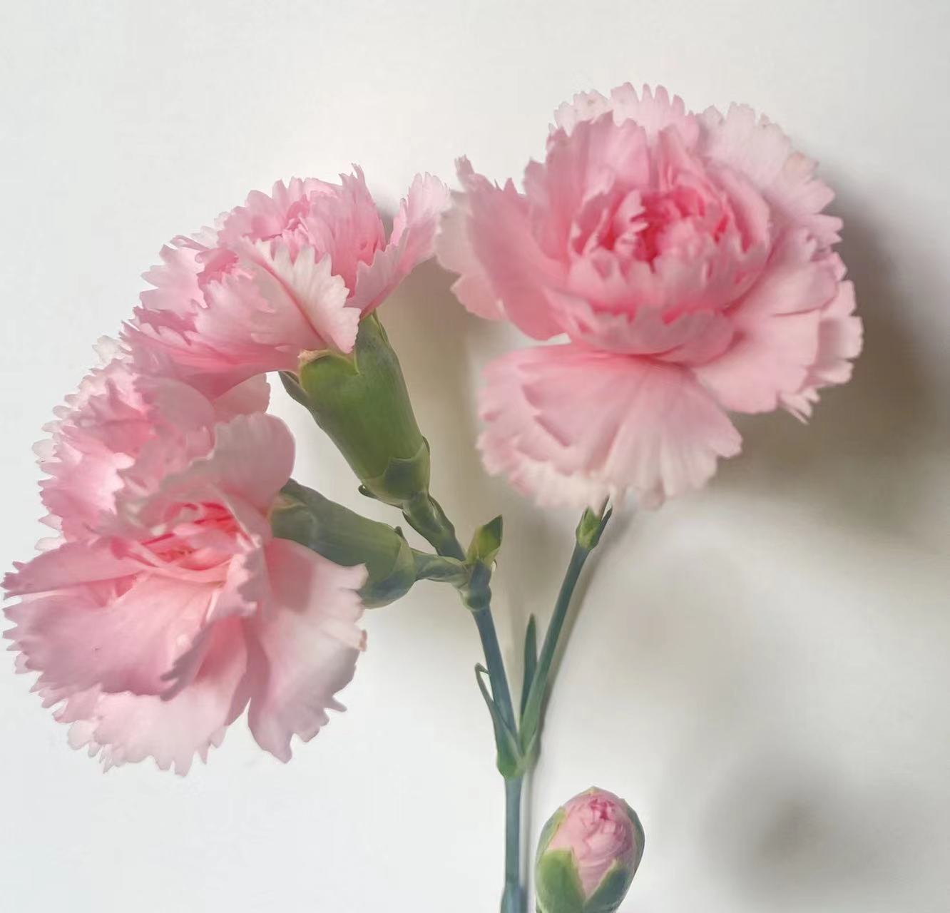 Soft Blush-Pink Spray / Mini Carnation · Pink & Blush