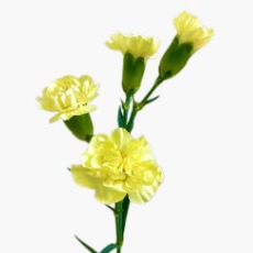 Sunny Yellow Spray / Mini Carnation · Yellow & Gold
