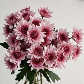 Alison Pink Dusty Rose-Mauve Spray Chrysanthemum · Pink & Blush