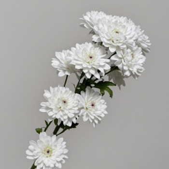 Amalfi Pure Snow-White Cushion Spray Chrysanthemum · White & Cream