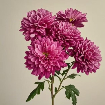 Ankui Deep Magenta-Rose Decorative Spray Mum · Pink & Blush