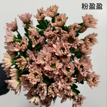 Artisan Blooming Blush Pastel Pink Spray Mum · Pink & Blush