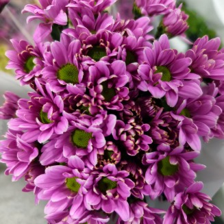 Athena Deep Violet-Purple Cushion Spray Mum · Purple & Lavender