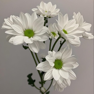 Aurora White Luminous Pure White Spray Mum · White & Cream