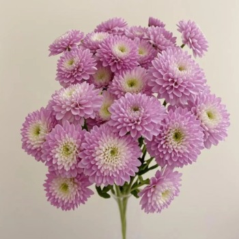 Becky Lavender-Pink Cushion Spray Chrysanthemum · Pink & Blush