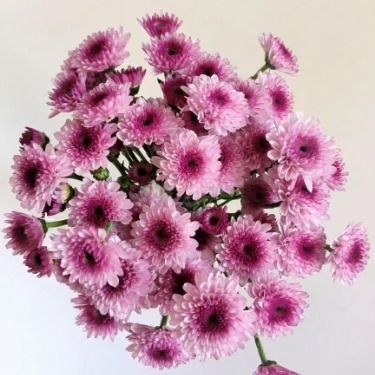 Bestie Sweet Candy-Blush Spray Chrysanthemum · Pink & Blush