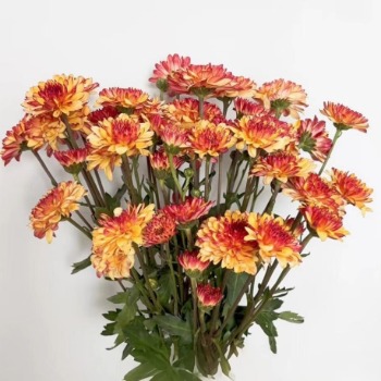 Bruno Bronze Warm Amber-Orange Cushion Spray Mum · Orange & Coral