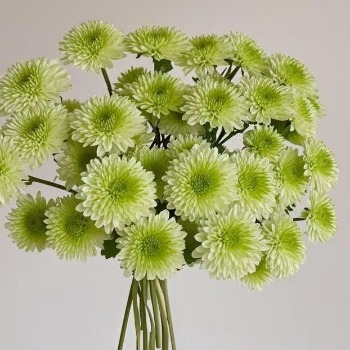 Bruno Green Fresh Apple-Green Spray Chrysanthemum · Green & Foliage