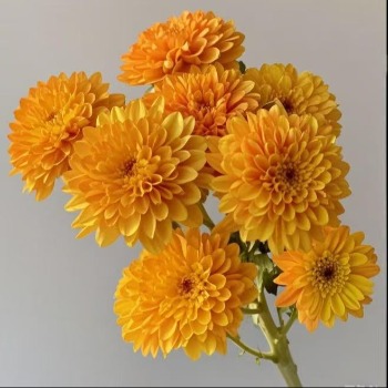 Bruno Orange Warm Tangerine-Bronze Spray Mum · Orange & Coral