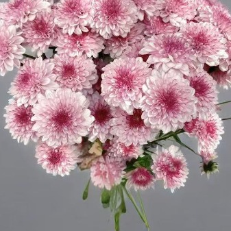 Bruno Pink Cushion Pompon Spray Chrysanthemum · Pink & Blush