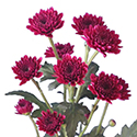 Bruno Purple Lavender-Mauve Spray Chrysanthemum · Purple & Lavender