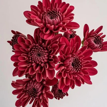 Bruno Red Deep Crimson Cushion Spray Mum · Red