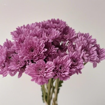 Candid Pink Clear True-Pink Spray Chrysanthemum · Pink & Blush