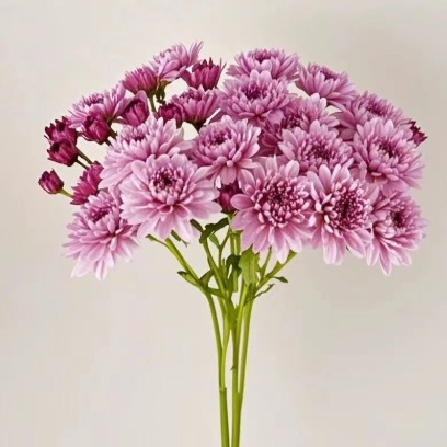 Carmin Deep Pink Saturated Rose Spray Mum · Pink & Blush