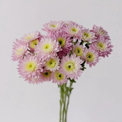Carmin Light Pink Pastel Blush Spray Mum · Pink & Blush