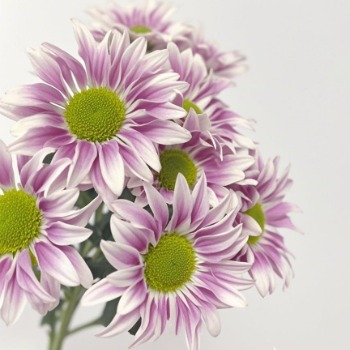 Classic Grace Purple-Picotee White Bicolor Spray Mum · Purple & Lavender