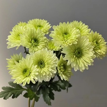 Coco Green Mint-Pistachio Spray Chrysanthemum · Green & Foliage