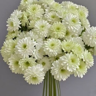 Cologne Perfume Creamy White Green-Eye Spray Mum · White & Cream