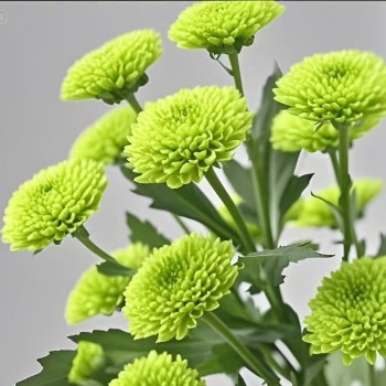 Country Music Fresh Apple-Green Button Pompon Mum · Green & Foliage