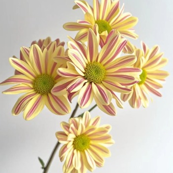 Cream Stripe Yellow-and-Pink Striped Daisy Mum · Bicolor & Multi-Color