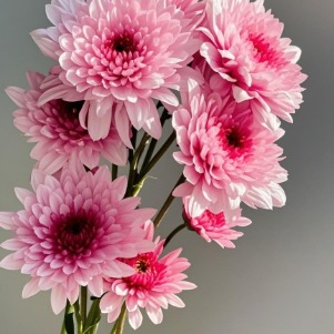Dante Pink Double Cushion Spray Chrysanthemum · Pink & Blush